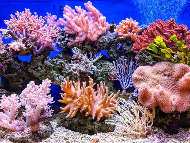 The declining population of coral reefs has prompted initiatives like 50 Reefs