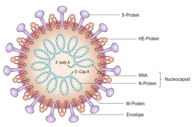what is corona virus?